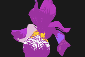 Visuel IRIS